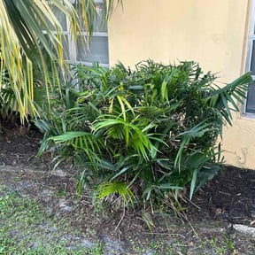 Bush Trimming by Florida Lawn Care reviewed on August 13, 2025