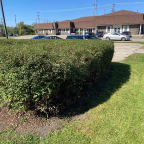 Bush Trimming by cheap lawncare reviewed on August 19, 2025