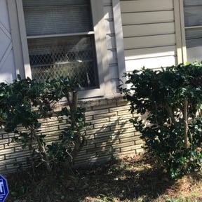 Bush Trimming by EV Great Valley Landscaping,LLC. reviewed on August 20, 2025
