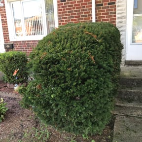 Bush Trimming by Curry's mowing reviewed on August 19, 2025