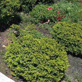 Leaf Removal by Precision Lawn Maintenance Services reviewed on August 17, 2025
