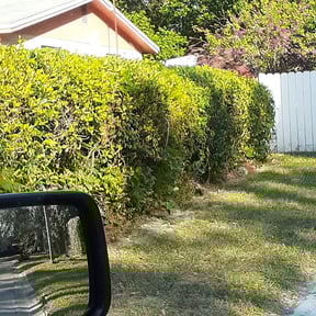 Bush Trimming by Ali's Mowing reviewed on August 20, 2025