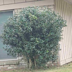 Bush Trimming by Enclave Landscape Management reviewed on November 24, 2025