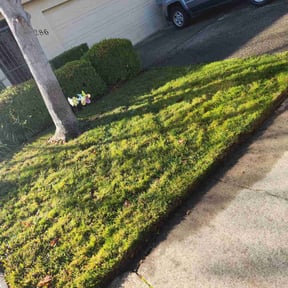 Leaf Removal by T &amp; Z Lawn &amp; Tractor Service reviewed on September 10, 2025