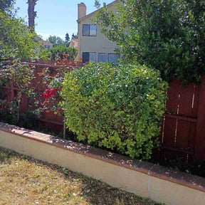 Bush Trimming by Paul’s mowing &amp; more reviewed on May 13, 2026
