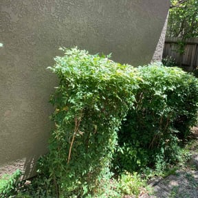 Bush Trimming by Scott Bensing Lawn Care reviewed on August 18, 2025