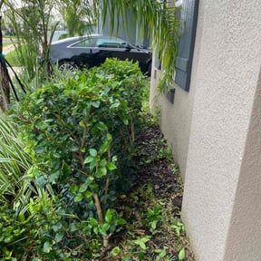 Bush Trimming by Scott M Wright Enterprises DBA Marathon lawn service reviewed on August 15, 2025