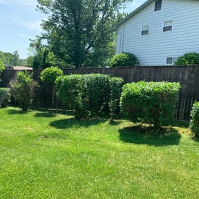 Bush Trimming by Loyalty lawn care reviewed on August 21, 2025