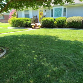 Bush Trimming by Mott's lawns reviewed on August 20, 2025