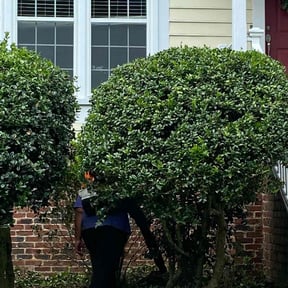 Bush Trimming by BBA BIG BROTHERS IN ACTION LLC reviewed on August 21, 2025