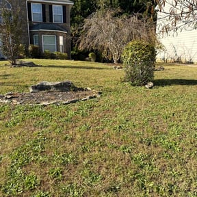 Bush Trimming by DWB Lawn Care Services reviewed on August 20, 2025