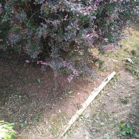 Flower Bed Weeding by Alux rental’s LLC reviewed on August 16, 2025