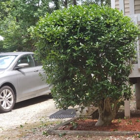 Bush Trimming by Willie Lawn Care and More LLC reviewed on August 21, 2025