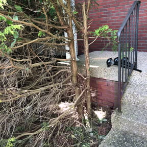 Bush Trimming by TNT landscaping & Lawncare llc reviewed on August 18, 2025