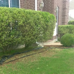 Bush Trimming by D & J lawn care reviewed on August 18, 2025