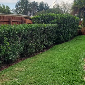 Bush Trimming by Banda Landscaping reviewed on August 21, 2025