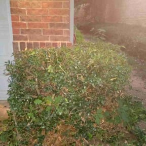 Bush Trimming by Tropilawn Landscaping reviewed on August 18, 2025