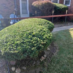 Bush Trimming by EV Great Valley Landscaping,LLC. reviewed on October 22, 2025