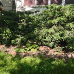 Bush Trimming by Right Time Llc reviewed on August 17, 2025