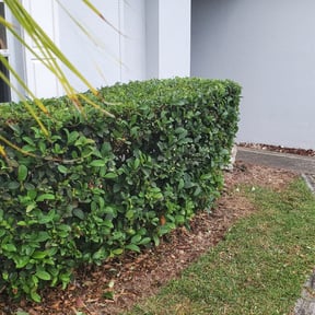 Bush Trimming by Triple S Cuts & Cleanouts reviewed on August 15, 2025