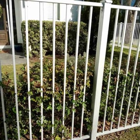Bush Trimming by Choice Specialties LLC reviewed on August 16, 2025