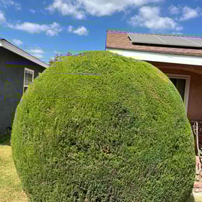 Bush Trimming by Much ObLIGEd Lawn Care reviewed on August 21, 2025