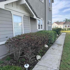 Bush Trimming by ANDES PRO SERVICES LLC reviewed on December 25, 2025