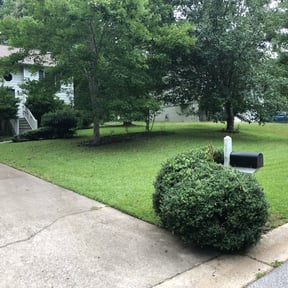 Bush Trimming by SS Junk Removal and Hauling reviewed on August 18, 2025