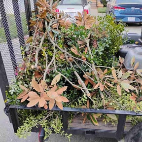 Bush Trimming by OBVIATE GLOVAL LLC reviewed on March 20, 2026