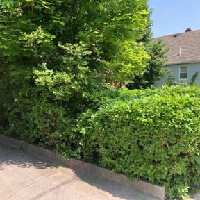 Bush Trimming by Pro Landscaping llc reviewed on August 15, 2025
