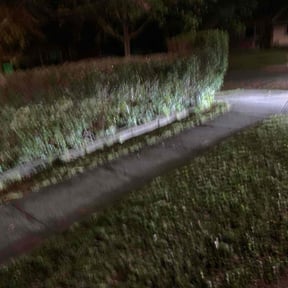 Bush Trimming by Blessed Lawn Care Services & Odd Jobs reviewed on August 18, 2025