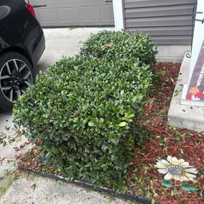 Bush Trimming by Rock &amp; Timber Backyard Creations reviewed on October 21, 2025