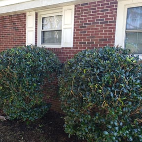 Bush Trimming by Martinez lawncare reviewed on August 21, 2025