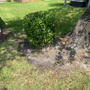 Bush Trimming by Clean cutters lawn pros reviewed on August 16, 2025