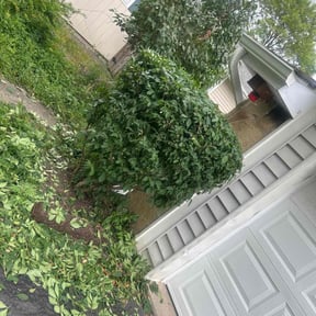 Bush Trimming by Daniel campos reviewed on August 20, 2025