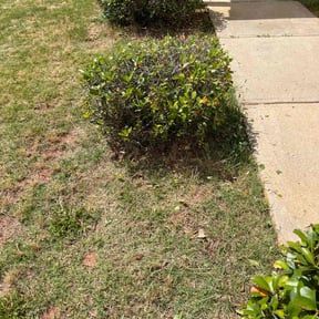 Bush Trimming by Daniel's lawn care service LLC reviewed on December 18, 2025