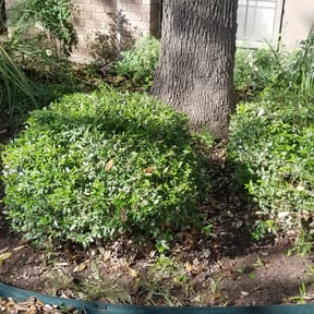 Bush Trimming by Gregory's lawn & landscape reviewed on August 19, 2025