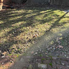 Leaf Removal by Mario reviewed on December 4, 2025