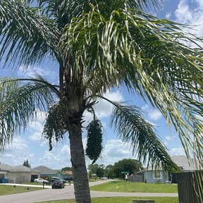 Tree Trimming by Álvarez Landscaping & Remodeling LLC reviewed on August 15, 2025
