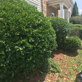 Bush Trimming by Ambitious lawns reviewed on August 19, 2025