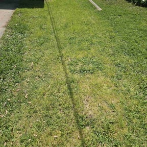 Leaf Removal by Premier Lawn &amp; Landscaping reviewed on September 13, 2025