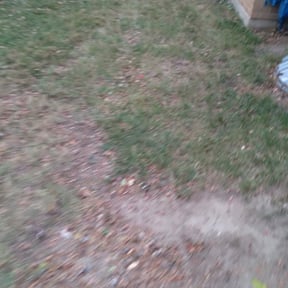 Leaf Removal by Sky Lawns reviewed on September 29, 2025