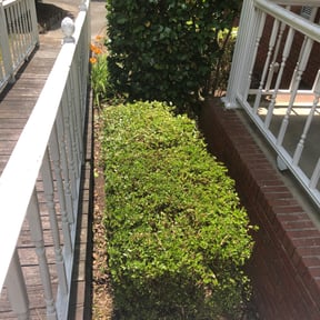 Bush Trimming by J.e property management reviewed on August 15, 2025