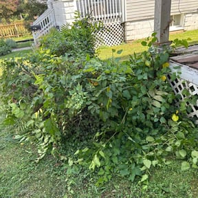 Bush Trimming by Push Cut lawn care reviewed on August 17, 2025