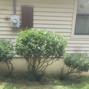 Bush Trimming by Konkle Landscape Services reviewed on August 21, 2025