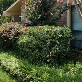 Bush Trimming by Troy&#039;s Lawn Care reviewed on August 20, 2025