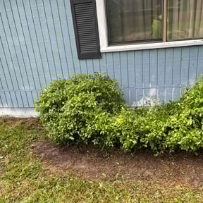 Bush Trimming by The Bush Guys reviewed on August 15, 2025