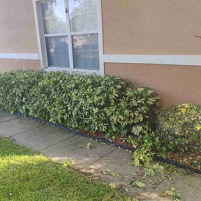 Bush Trimming by TwinEagleLandscaping reviewed on August 18, 2025