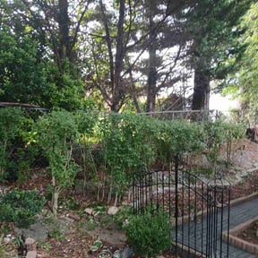 Bush Trimming by Grow Pro Lawn &amp; Home Services reviewed on August 3, 2026