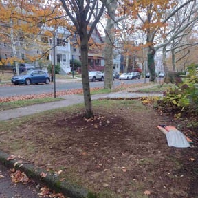 Leaf Removal by Alexito Landscaping reviewed on November 21, 2025